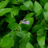 산옥잠화(Hosta longissima F.Maek.) : 산들꽃