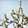 자두나무(Prunus salicina Lindl.) : 통통배