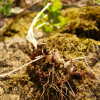 연복초(Adoxa moschatellina L.) : 도리뫼