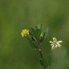 애기노랑토끼풀(Trifolium dubium Sibth.) : 고들빼기