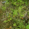 개꽃(Matricaria limosa (Maxim.) Kud?) : 무심거사