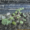 광대나물(Lamium amplexicaule L.) : 벼루