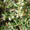 유럽개미자리(Spergularia rubra J.Presl & C.Presl) : 산들꽃