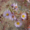 벌개미취(Aster koraiensis Nakai) : 현촌