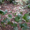 물오리나무(Alnus incana (L.) Moench subsp. hirsuta (Turcz. ex Spach) ?.L?ve & D.L?ve) : 설뫼*