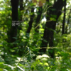 가는여뀌(Persicaria hydropiper (L.) Delarbre f. angustissima (Makino) Araki) : 塞翁之馬