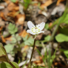 대성쓴풀(Anagallidium dichotomum (L.) Griseb.) : 晴嵐