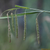 이삭사초(Carex dimorpholepis Steud.) : 산들꽃