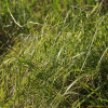 이삭사초(Carex dimorpholepis Steud.) : 산들꽃