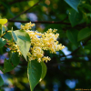 개회나무(Syringa reticulata (Blume) H.Hara var. amurensis (Rupr.) J.S.Pringle) : 설뫼*