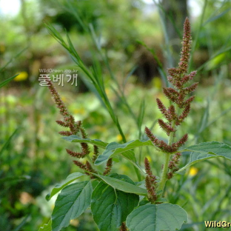 청비름(Amaranthus viridis L.) : 塞翁之馬