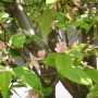 모과나무 : 봄까치꽃