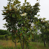 태산목(Magnolia grandiflora L.) : 설뫼*
