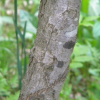 아그배나무(Malus toringo (Siebold) Siebold ex de Vriese) : 무심거사