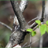 물개암나무(Corylus sieboldiana var. mandshurica (Maxim. & Rupr.) C.K.Schneid.) : 추풍