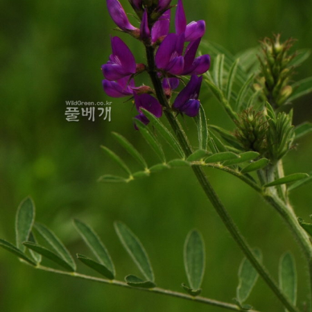 자주황기(Astragalus dahuricus (Pall.) DC.) : 통통배