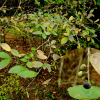 왕쥐똥나무(Ligustrum ovalifolium Hassk.) : 여울목