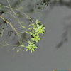 물별이끼(Callitriche palustris L.) : kplant1