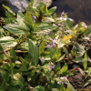 큰물칭개나물(Veronica anagallis-aquatica L.) : 설뫼*