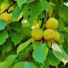 살구나무(Prunus armeniaca var. ansu Maxim.) : 석뫼