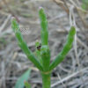 퉁퉁마디(Salicornia perennans Willd.) : 버들피리