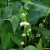 소귀나물(Sagittaria trifolia L. var. edulis (Siebold ex Miq.) Ohwi) : 꽃천사