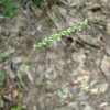가는여뀌(Persicaria hydropiper (L.) Delarbre f. angustissima (Makino) Araki) : 塞翁之馬