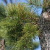 리기다소나무(Pinus rigida Mill.) : 들국화