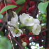 풀명자(Chaenomeles japonica (Thunb.) Lindl. ex Spach) : 꽃사랑
