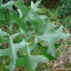 대왕참나무(Quercus palustris) : 설뫼*