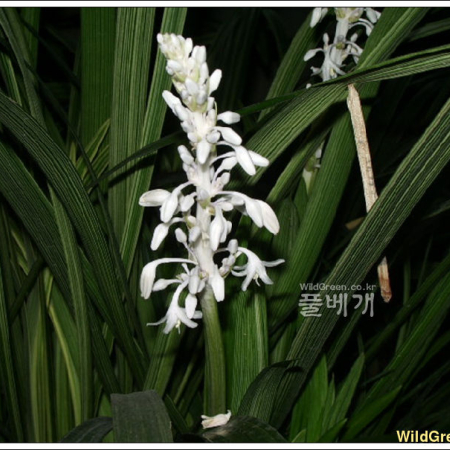 맥문아재비(Ophiopogon jaburan (Kunth) Lodd.) : 추풍