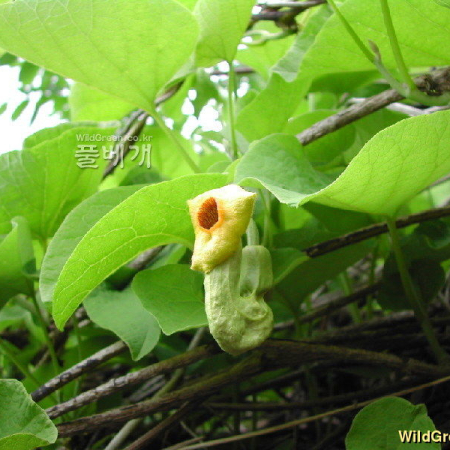 등칡(Aristolochia manshuriensis Kom.) : 벼루