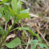 미치광이풀(Scopolia parviflora (Dunn) Nakai) : 통통배