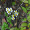 산국(Chrysanthemum boreale (Makino) Makino) : habal