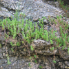 땅채송화(Sedum oryzifolium Makino) : 무심거사