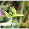 자운영(Astragalus sinicus L.) : 능선따라