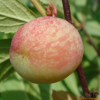 복사앵도나무(Prunus choreiana Nakai ex Handb.) : kplant1