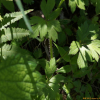 털개구리미나리(Ranunculus cantoniensis DC.) : 여로