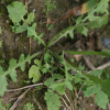 좀개갓냉이(Rorippa cantoniensis (Lour.) Ohwi) : 고들빼기