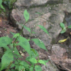 장대여뀌(Persicaria posumbu (Buch.-Ham. ex D.Don) H.Gross) : 무심거사