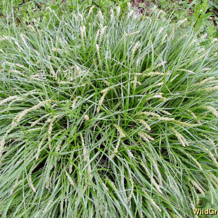 산꼬리사초(Carex shimidzensis Franch.) : 별꽃