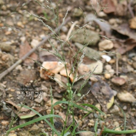 비노리(Eragrostis multicaulis Steud.) : 고들빼기