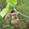 등칡(Aristolochia manshuriensis Kom.) : 현촌