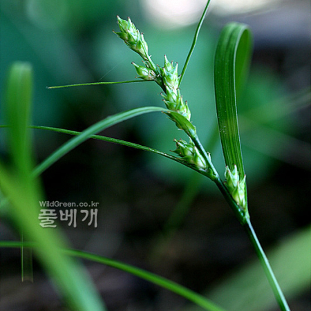 나도별사초(Carex gibba Wahlenb.) : 고들빼기