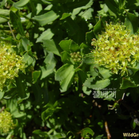 바위돌꽃(Rhodiola rosea L.) : 통통배