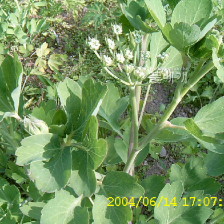 갯기름나물(Peucedanum japonicum Thunb.) : 현촌