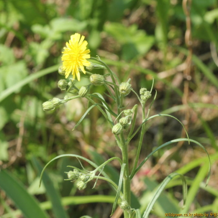 나도민들레(Crepis tectorum L.) : 무심거사