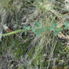 넓은잎꼬리풀(Pseudolysimachion kiusianum (Furumi) Holub) : 무심거사