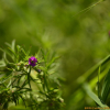 미국쥐손이(Geranium carolinianum L.) : 고마리