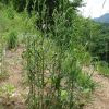 제비쑥(Artemisia japonica Thunb.) : 까치박달